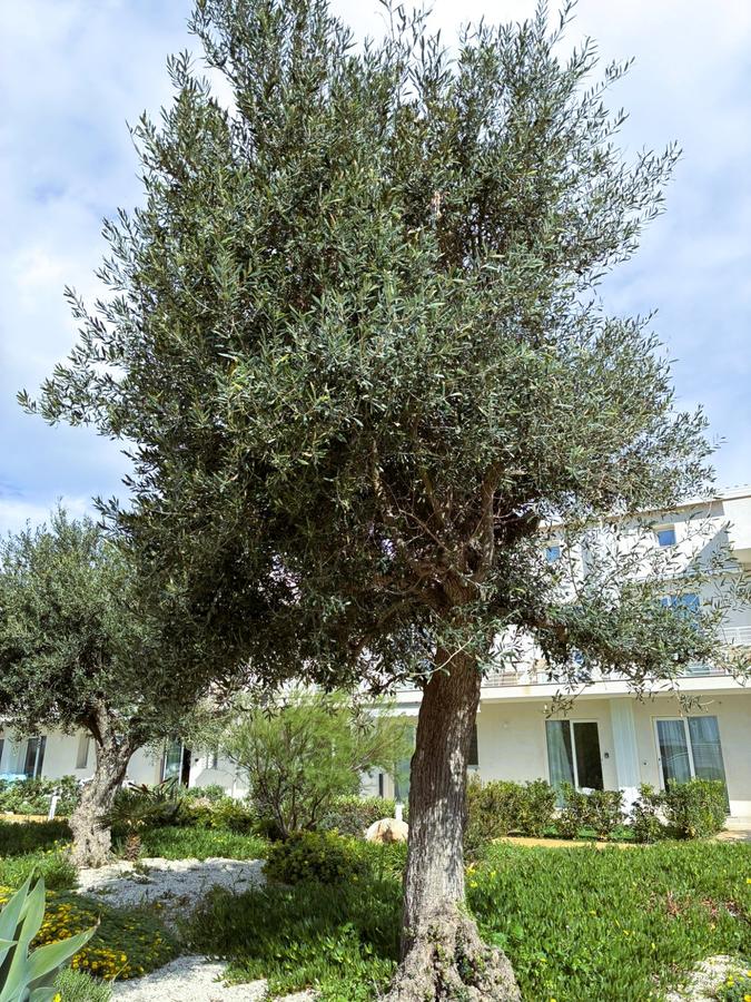 Giardino mediterraneo